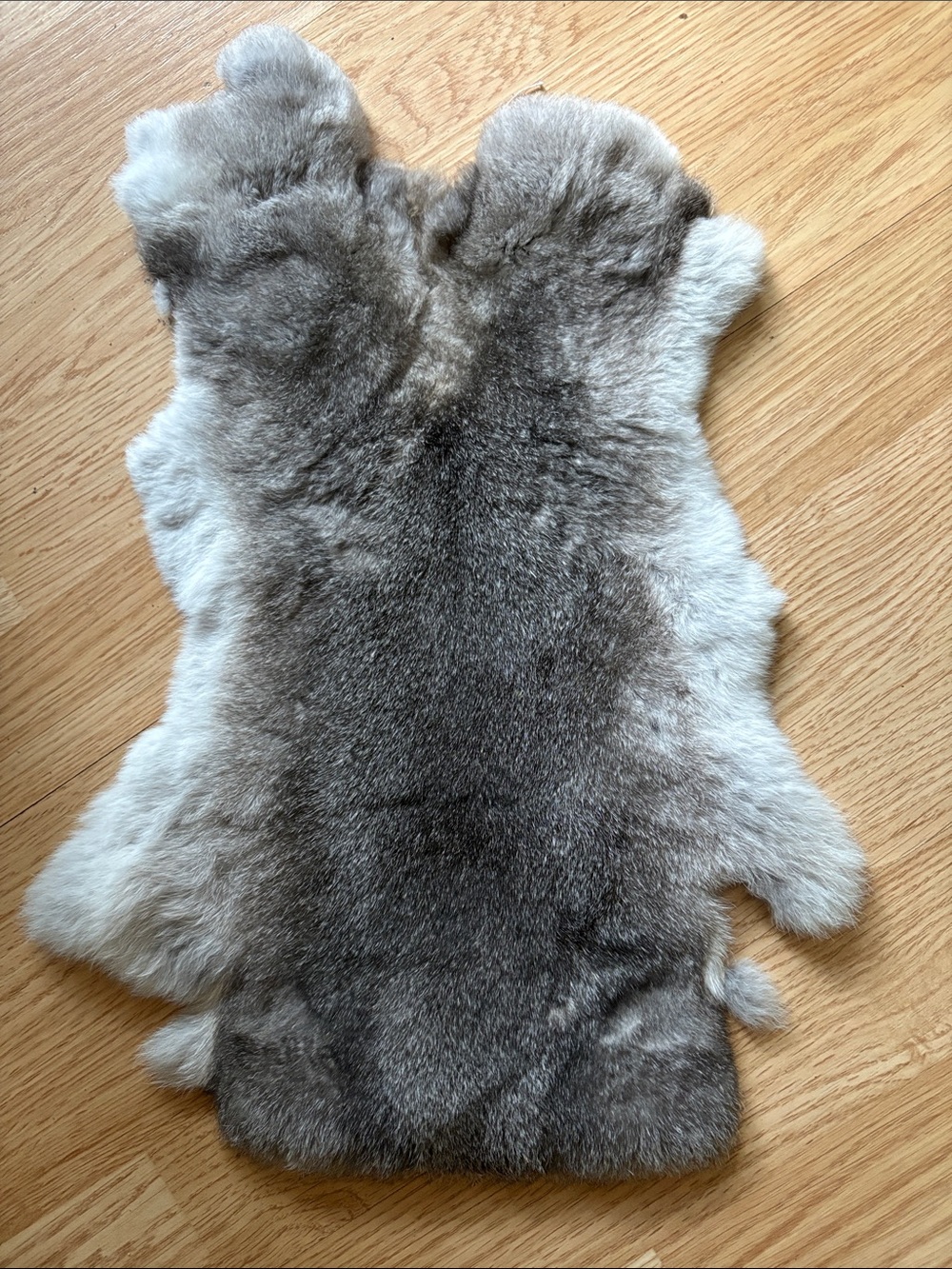 B0225 Rex rabbit hide craft decor